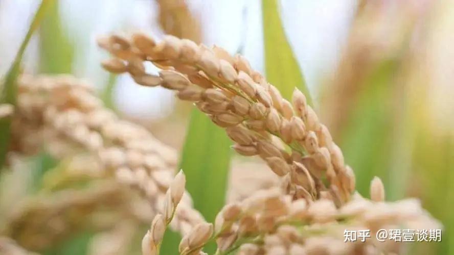 籼稻期货深度剖析:生产、消费、供需、交割等详解(早籼稻与晚籼稻) - 知乎