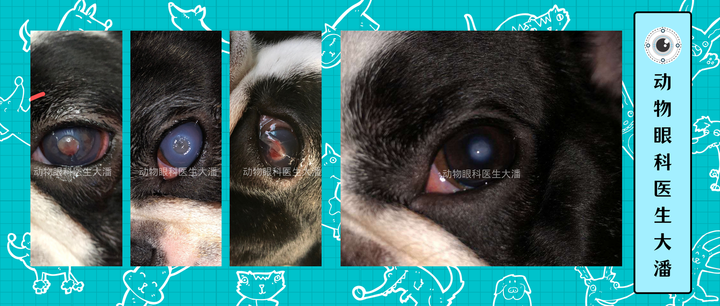 保守治疗斗牛犬角膜穿孔 又省下了一大笔费用 知乎 保守治疗斗牛犬角膜穿孔 又省下了一大笔费用 知乎