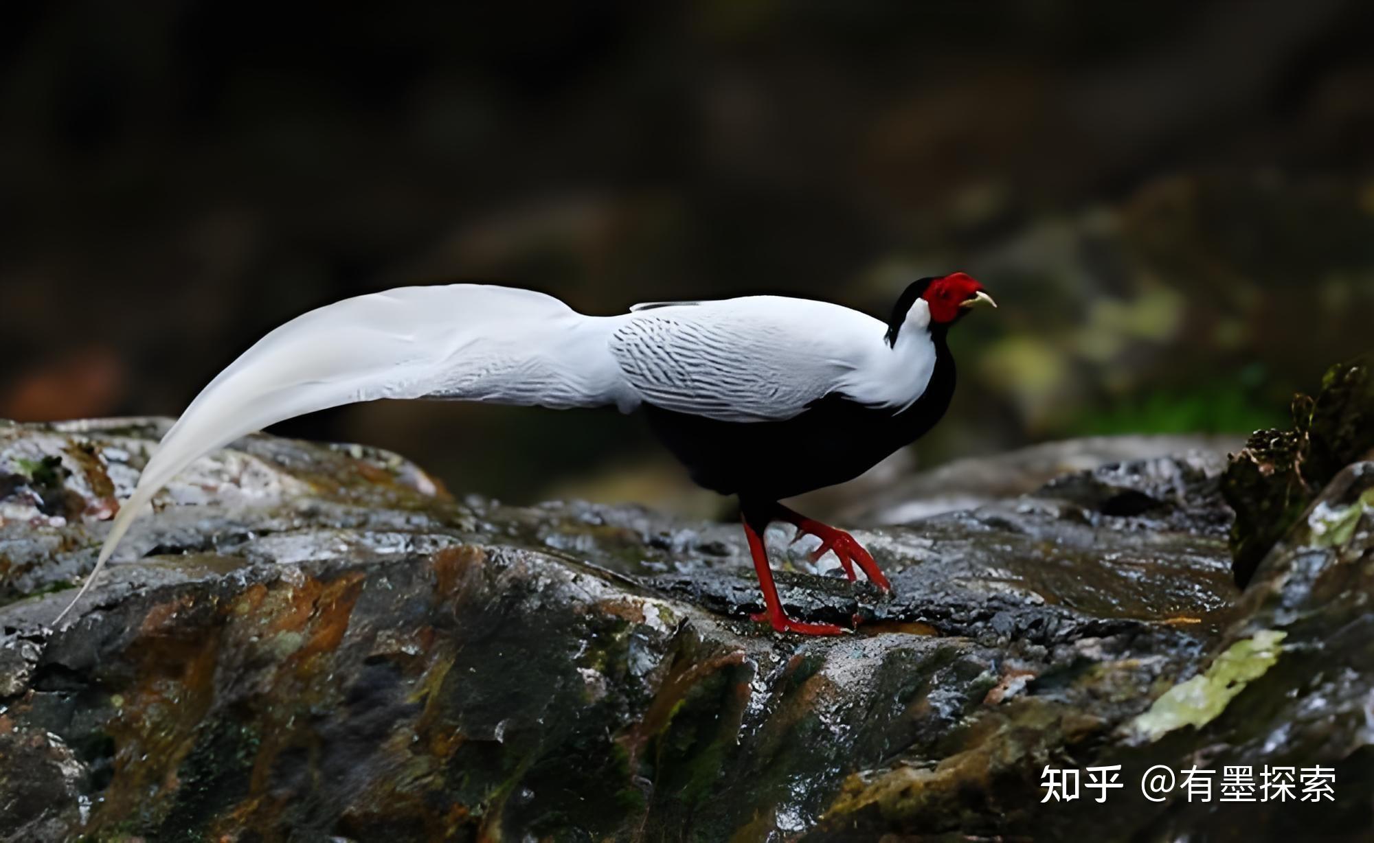 黑白红三色传奇:华南仙鸟的喜与忧