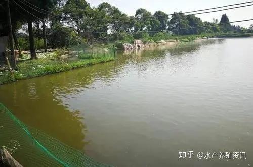 这两种水色养鱼最理想如何维持鱼塘水色这是个技术活