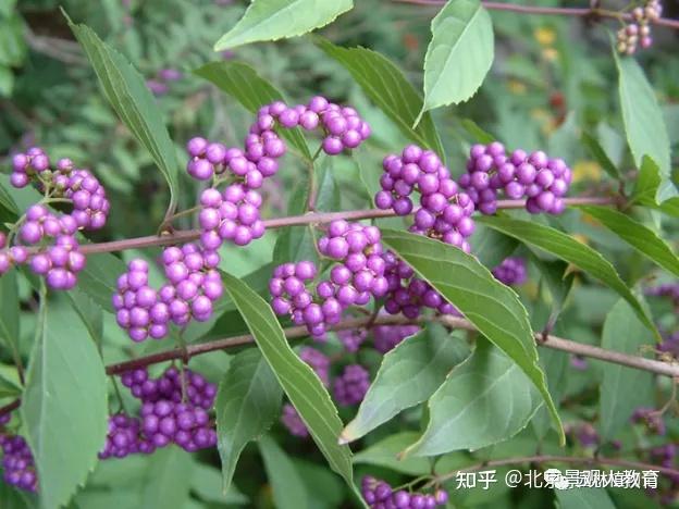 【景观人植物理论系列】华南地区常用落叶乔灌木总结 - 知乎