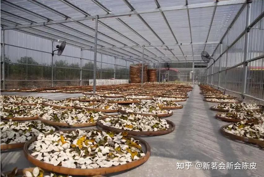 新会陈皮怎么选20年陈皮养生达人的经验分享