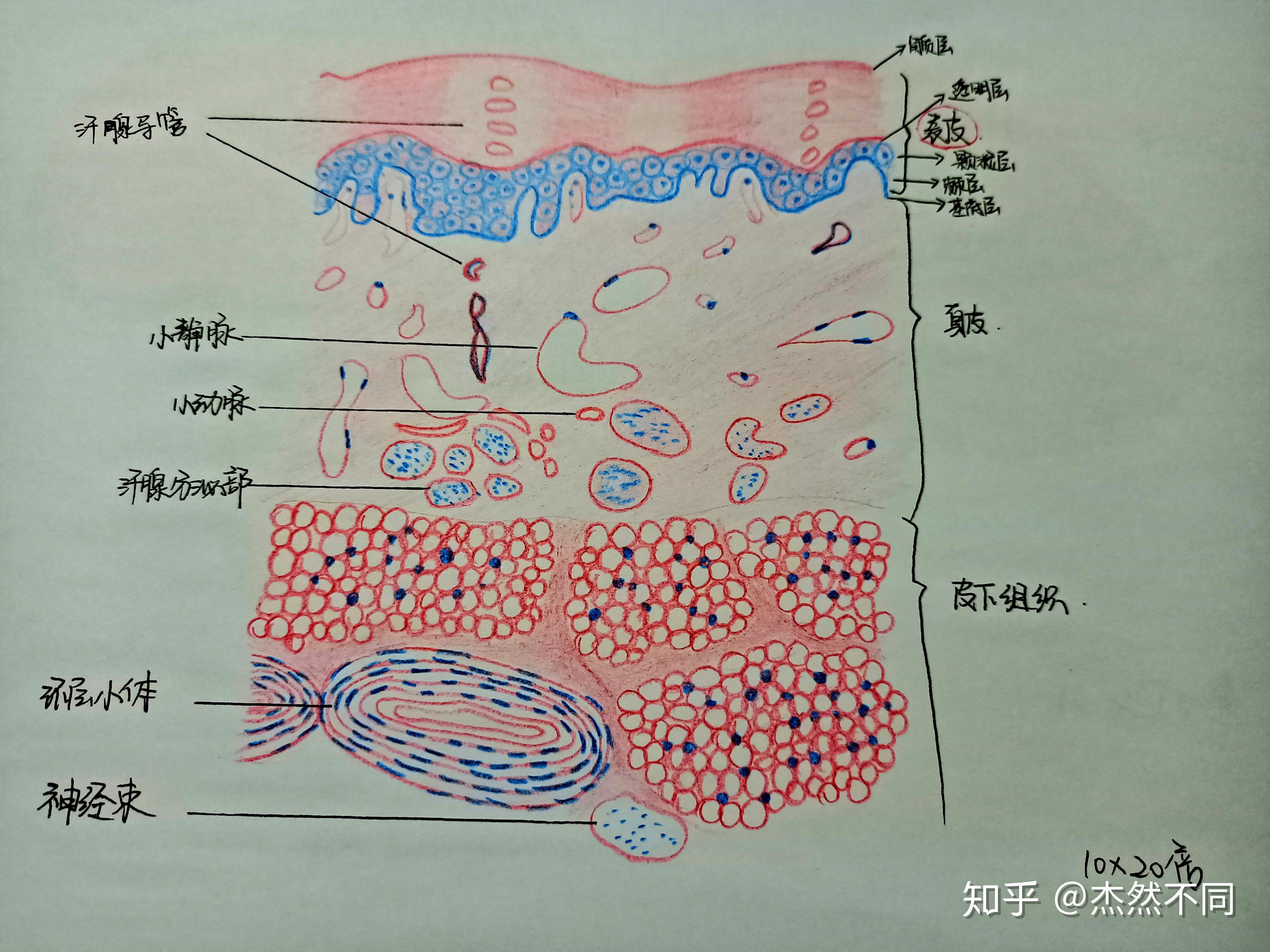 胃粘膜组胚手绘图图片