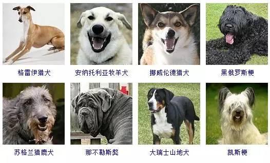 一篇文章让你分清所有狗的品种 - 知乎