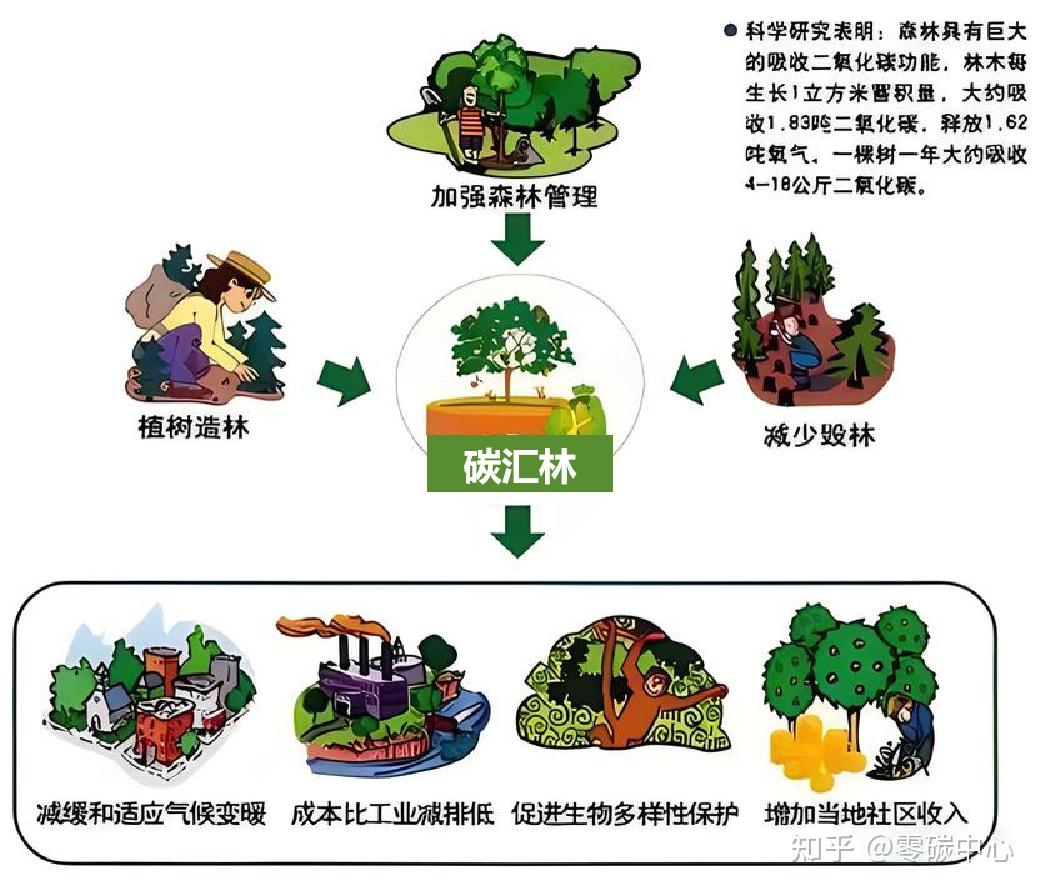 四个关键问题,带你了解林业碳汇 - 知乎