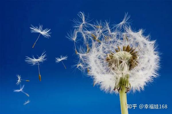 幸福蒲公英的感人结局