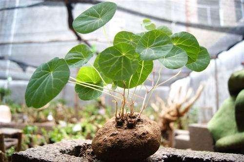 地不容的化学成分介绍