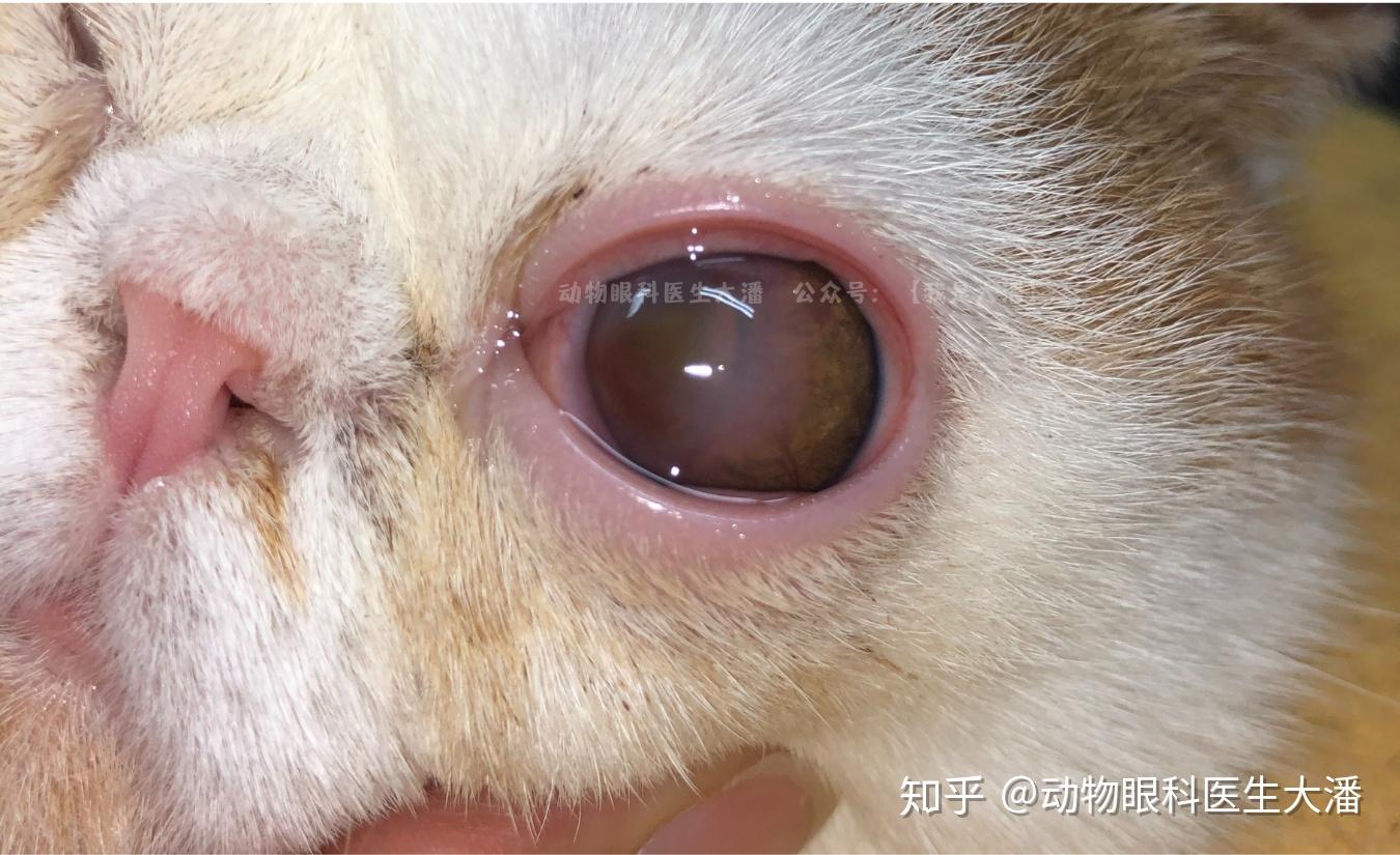 角膜腐骨角膜坏死保守治疗能康复吗可以