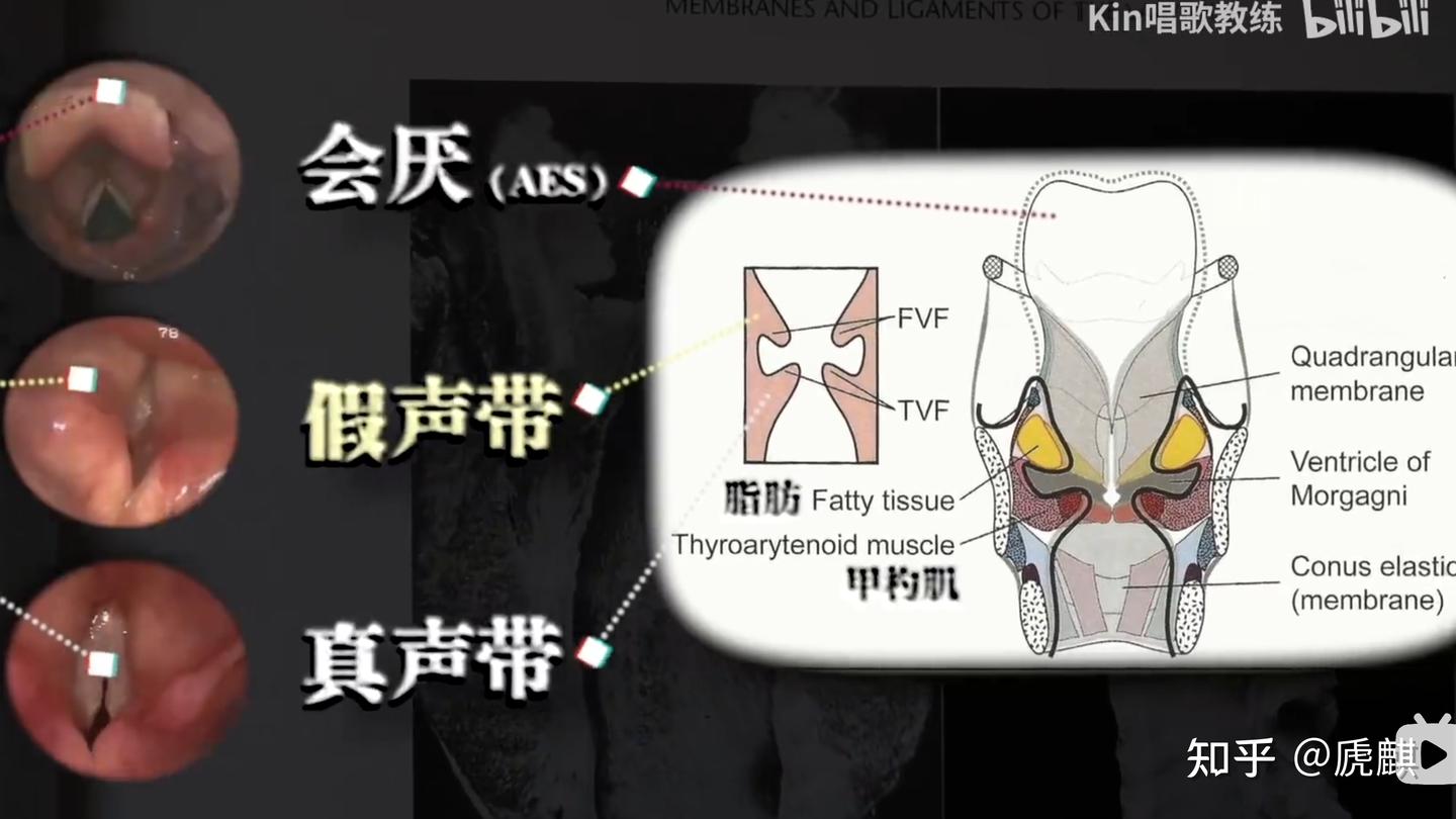 最科学发声、唱歌原理的转发分享和一些个人伪音见解(男伪正太音/小少年音为主) - 知乎