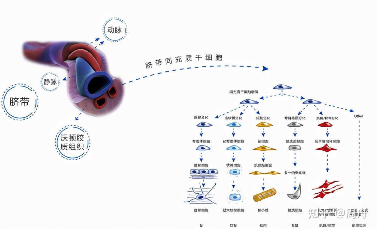 科普幹細胞中藥西藥三者之間到底有什麼區別