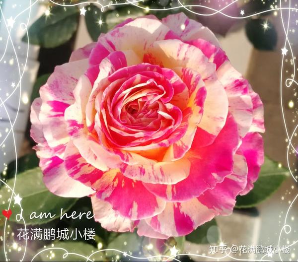 夏日花火月季是藤本吗 天狼说月季夏日花火月季 夏日花火月季耐晒吗