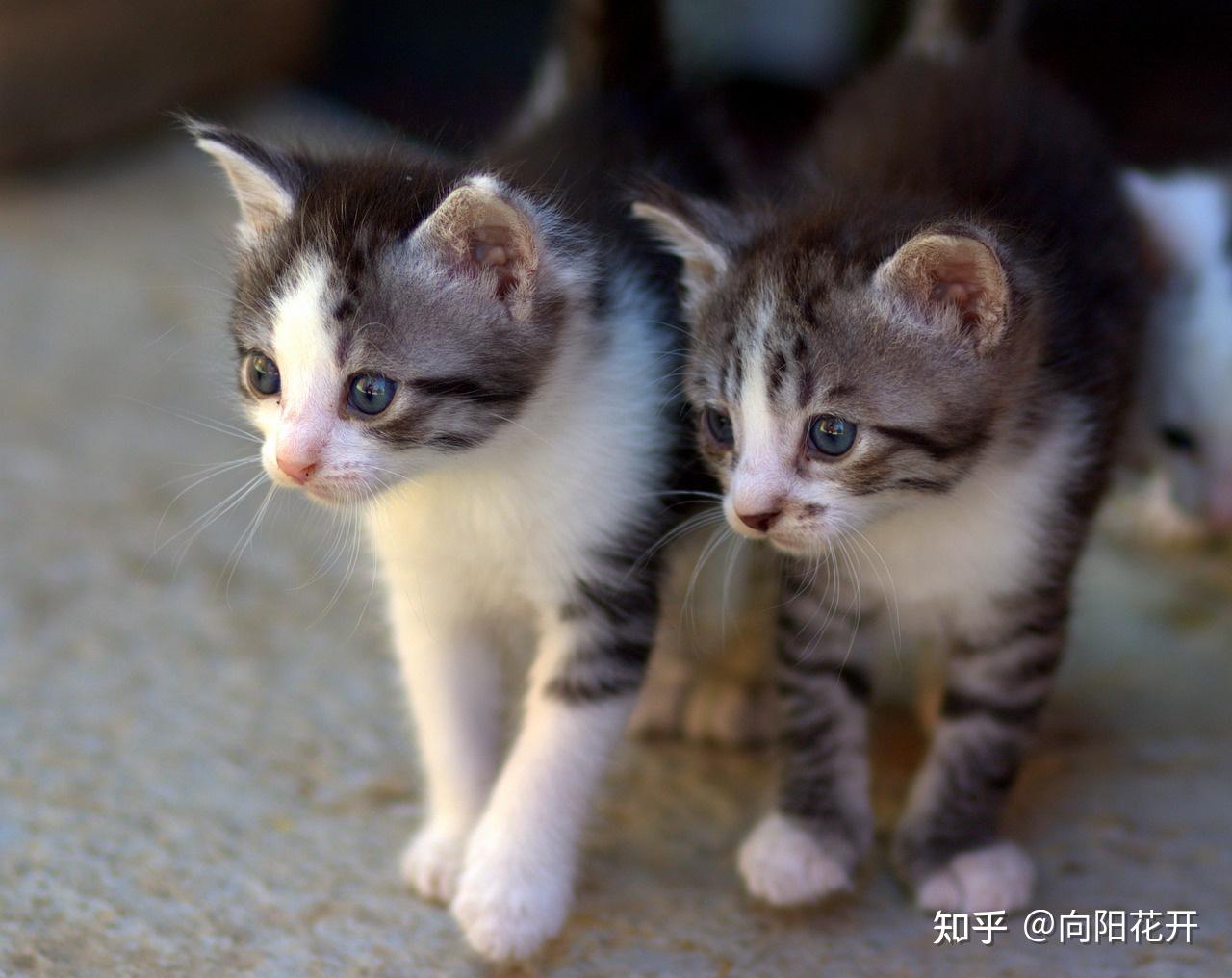 成年猫粮幼猫可以吃吗?答案是不可以 - 知乎