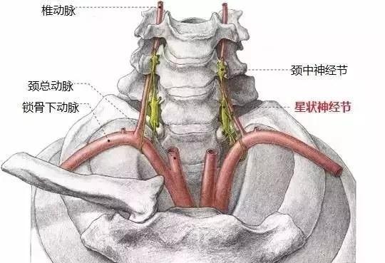 大小約1~2cm位於第七頸椎橫突前方,c7和t1椎體外側,椎動脈內側,鎖骨下