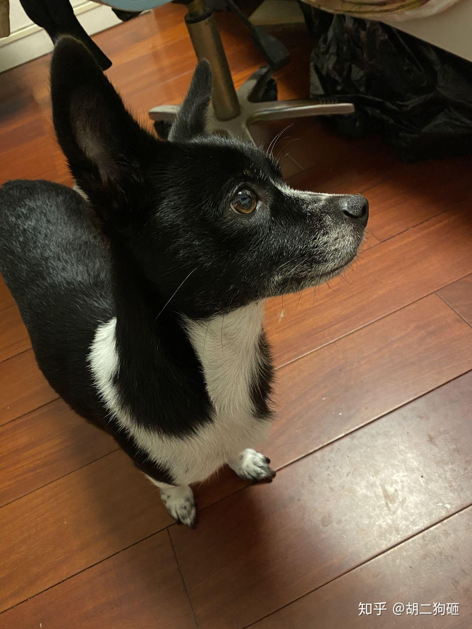 华为mate 30 pro 和今年的 9 月新款 iphone 11,你会选哪个?