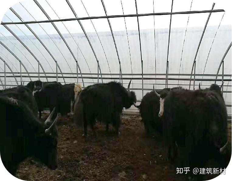 一平米大棚防风网价格是多少？全面解析选购与成本 (一平米大棚防水多少钱)-初仟社区