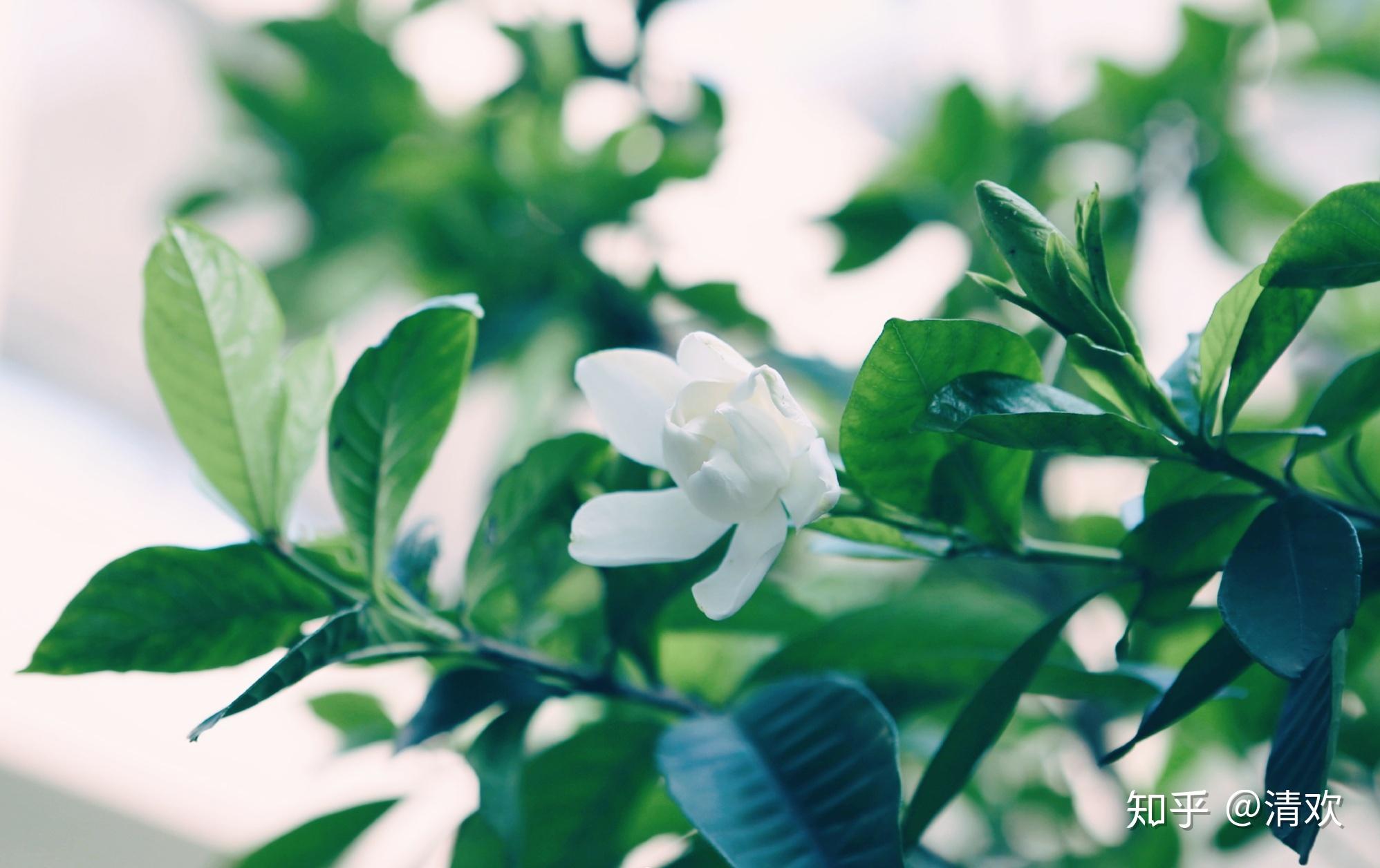 花开半夏 - 知乎