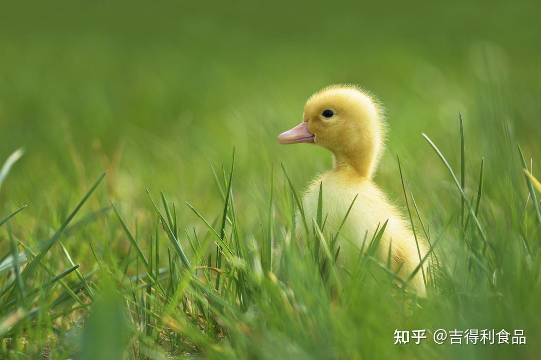 鸭鸭那么可爱