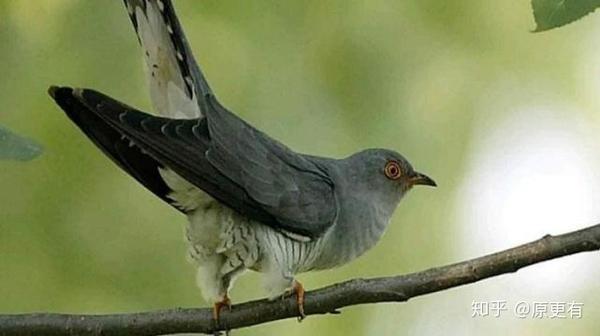 贝子鸟叫(贝子鸟叫声免费下载)