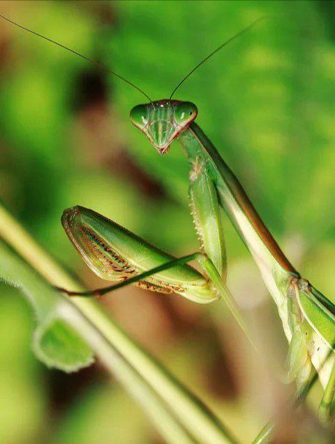 这是什么昆虫?有长嘴巴,色泽鲜艳的翅膀?