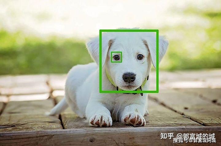 人工智能盛行当下 ai 生物识别技术中宠物识别技术