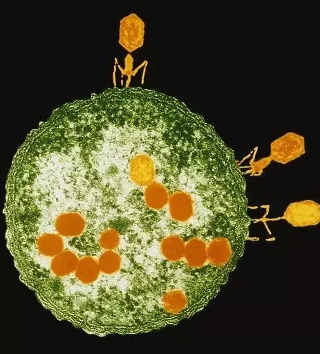 克隆载体λ噬菌体dna提取