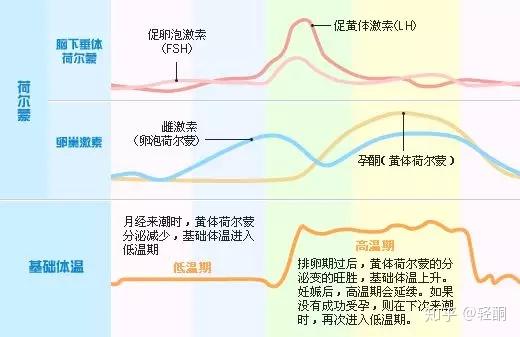 经期前身体储水的前因后果及体重变化