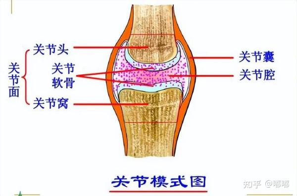 右膝盖结构图图片