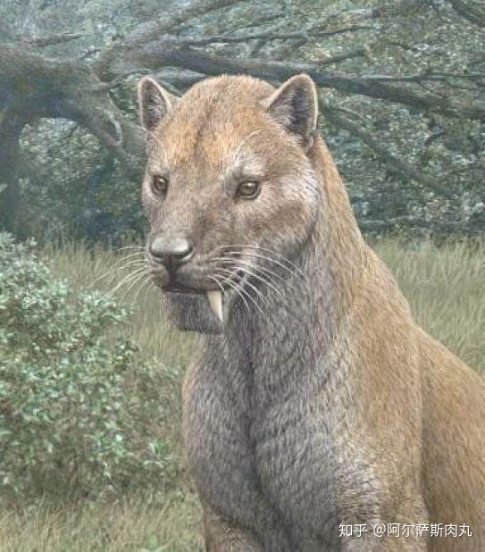 猎猫丨巴博剑齿虎篇