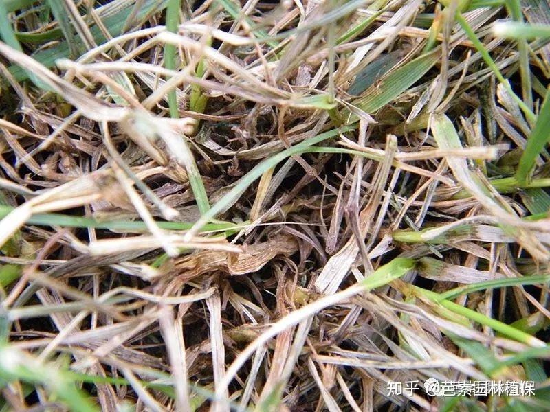 病可侵染草坪草的各个部位,芽,苗和成株,造成烂芽,苗腐,猝倒和根腐