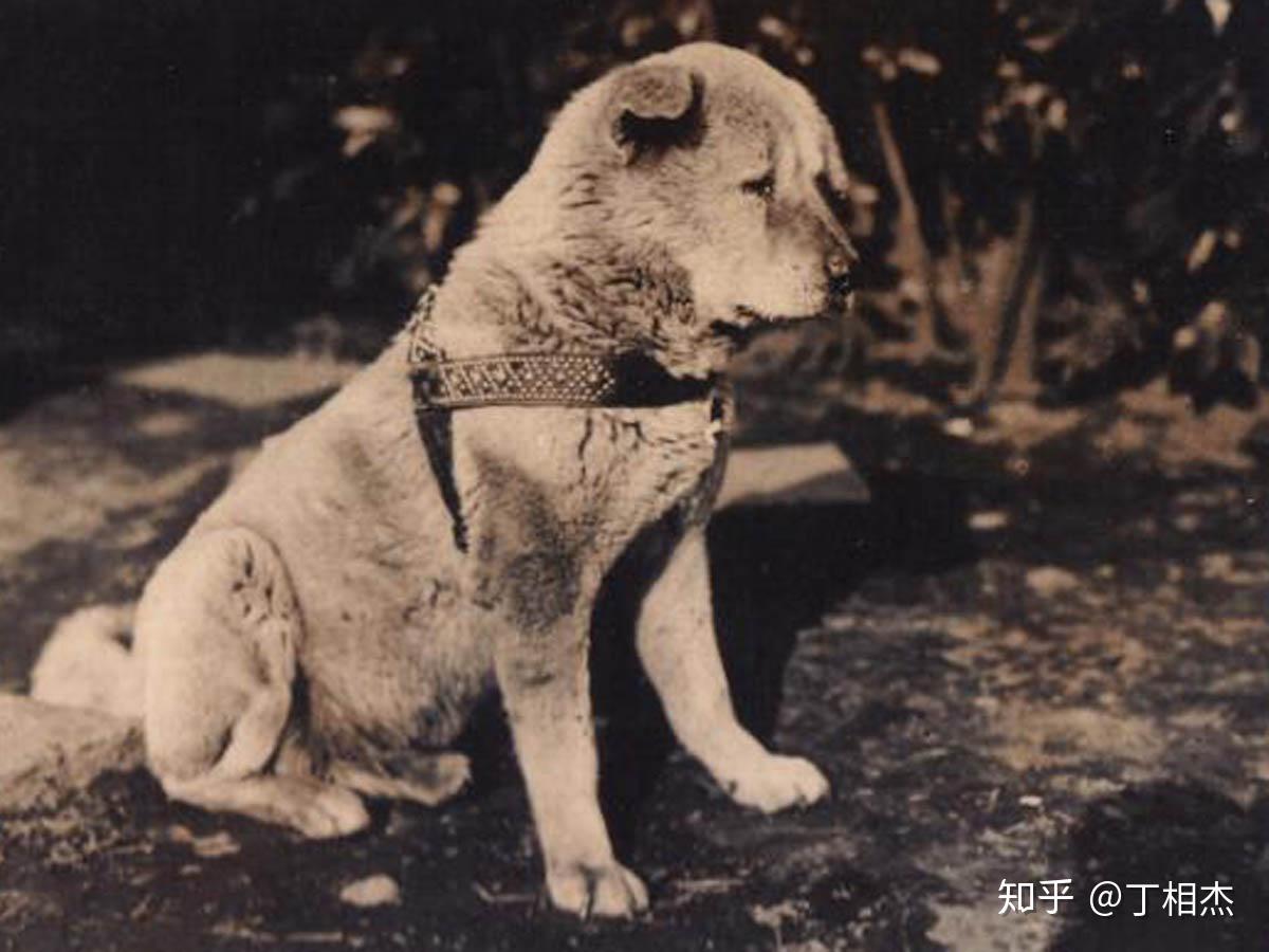 山手线系列之涩谷2忠犬八公