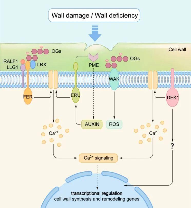 natureplants四川大学肖朝文团队发表果胶hg细胞壁的动态结构组分和