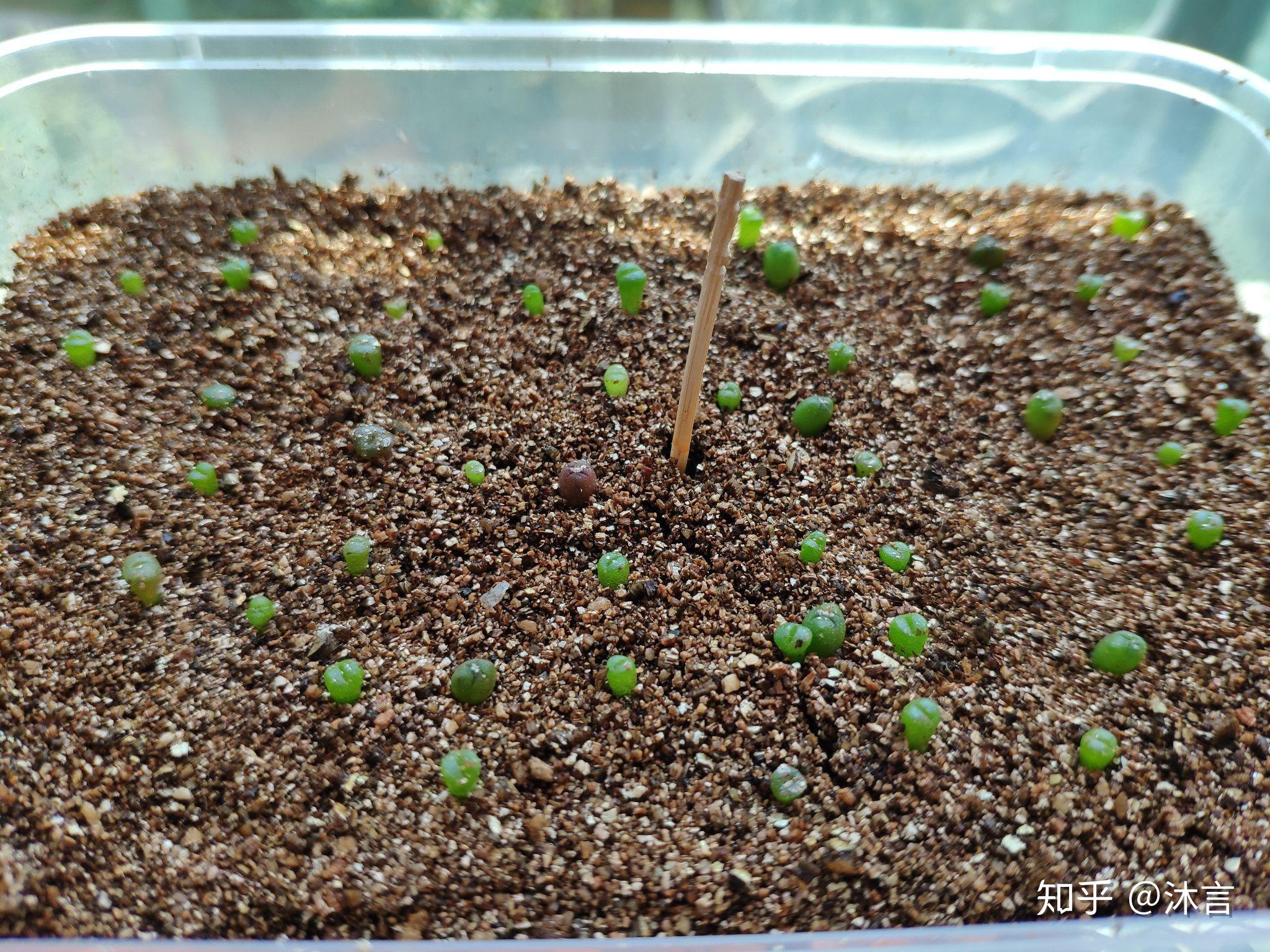 生石花播种记录记录生长过程持续更新