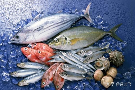 营养入门食物分类动物性食物