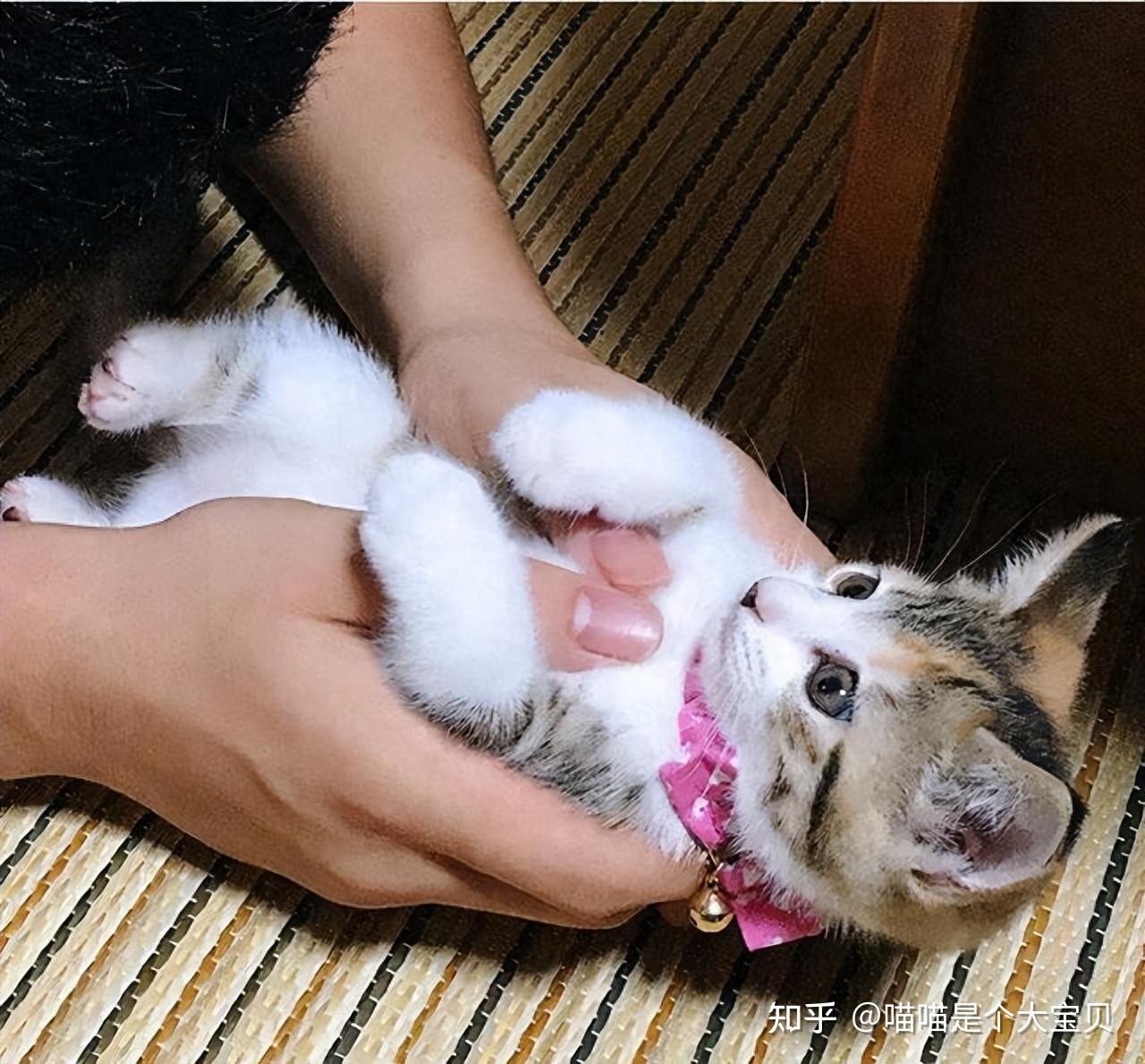 母猫把幼崽叼给你不是信任你而是表达这些信号