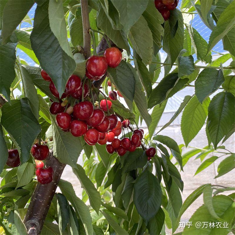 矮化俄罗斯八号樱桃苗适应那些地区种植种植是应该注意哪些事项