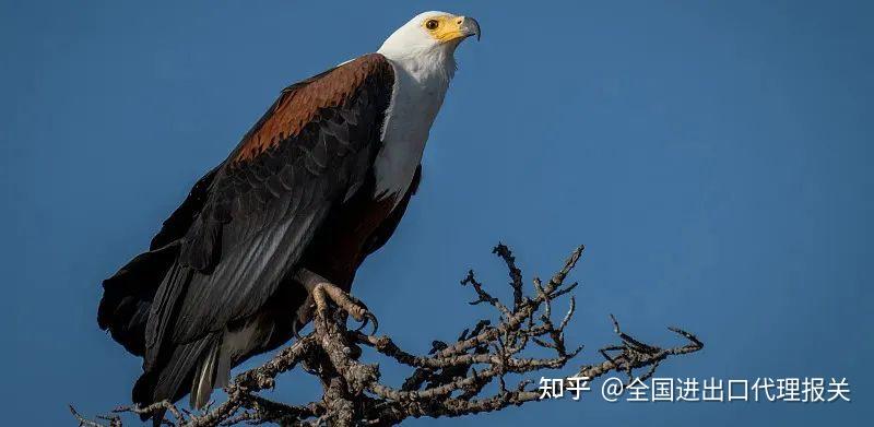 “异宠”知多少丨“空中霸王”鹰隼 - 知乎