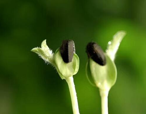 v2-ca5618331cd7fde6930409df2c8b7559_1440w.jpg?source=172ae18b