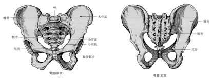 解剖学笔记 骨盆 关节 骨 知乎