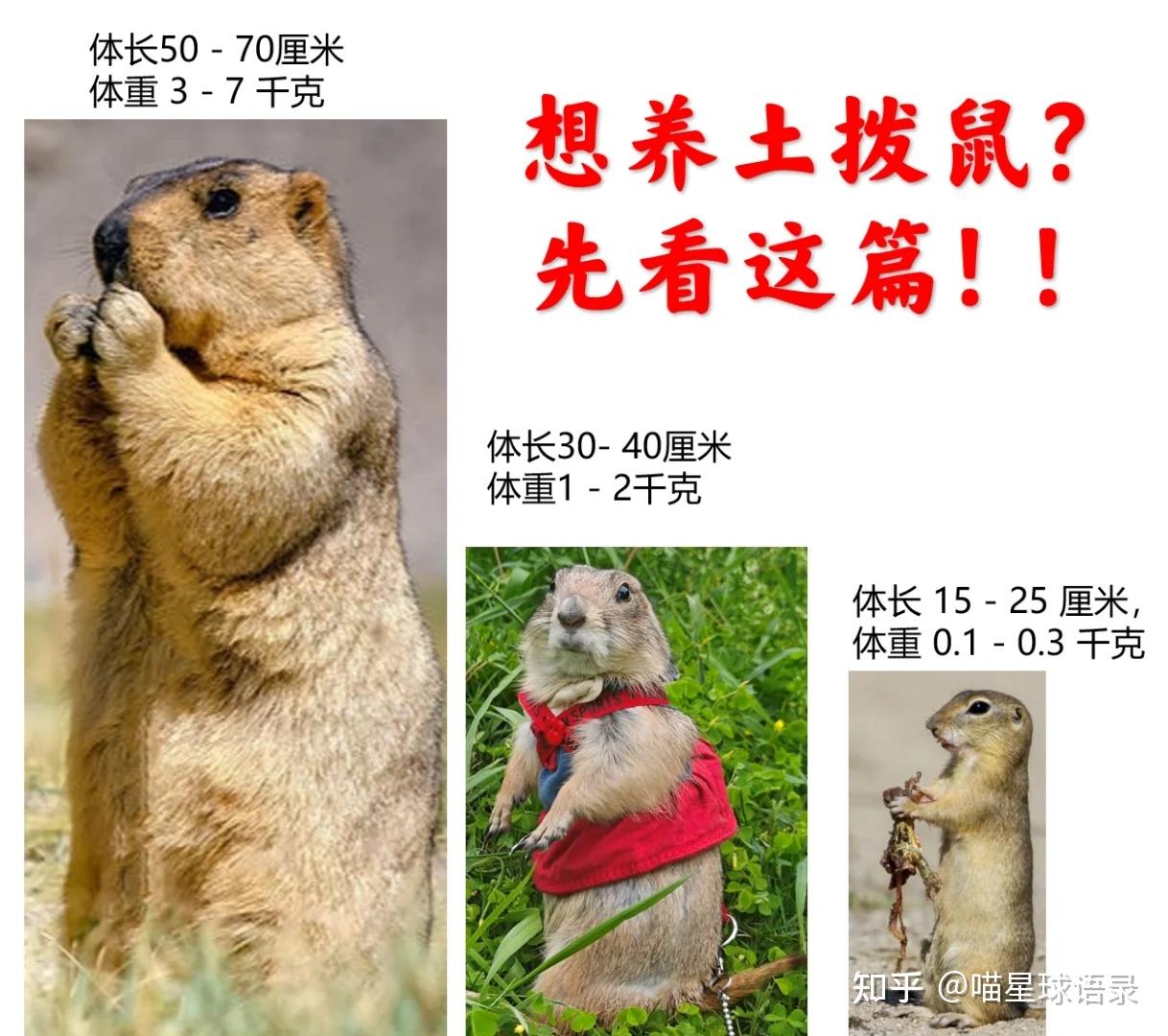 黑尾土拨鼠、旱獭、黄鼠:选择适合你的宠物 - 知乎