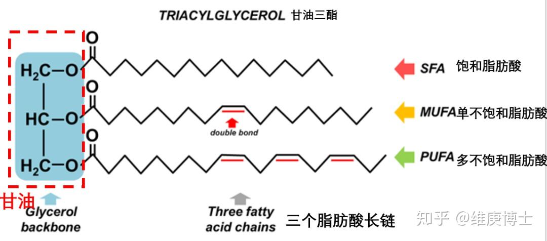 低碳减肥缺失的一环草酰乙酸
