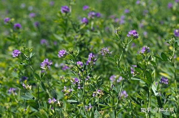 紫花苜蓿一茬可以产多少干草 它耐寒能力强 能收6 7年 品质好 知乎
