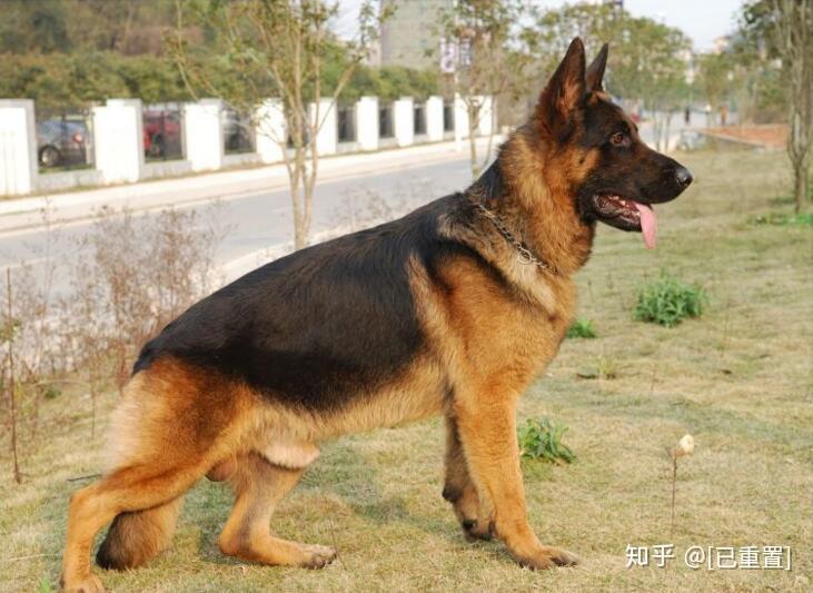 德国牧羊犬适合家养吗?友只宠物来告诉你 - 知乎
