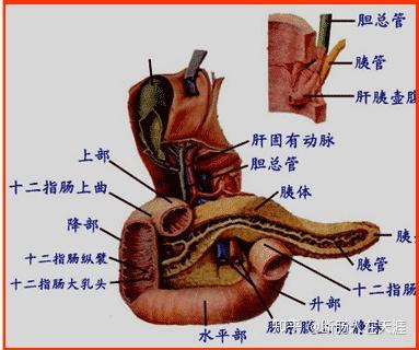 16 胰腺疾病 - 知乎