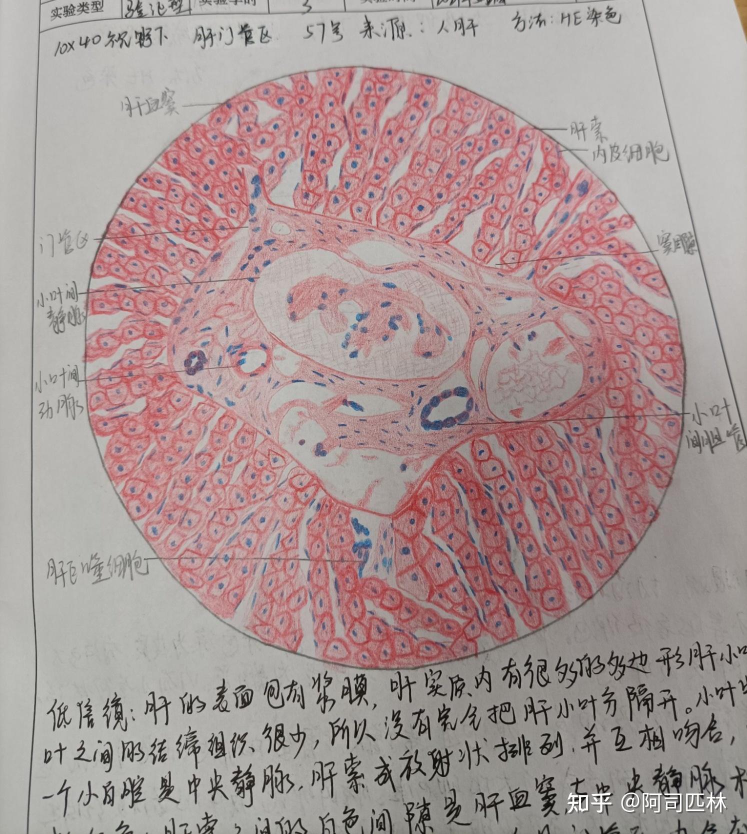 组胚实验报告册