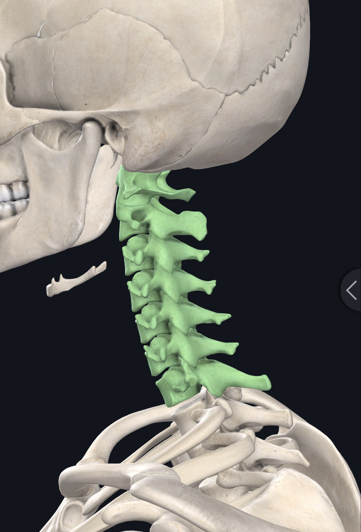 颈椎,指颈椎骨,位于头以下,胸椎以上的部位位于脊柱颈段,共7块