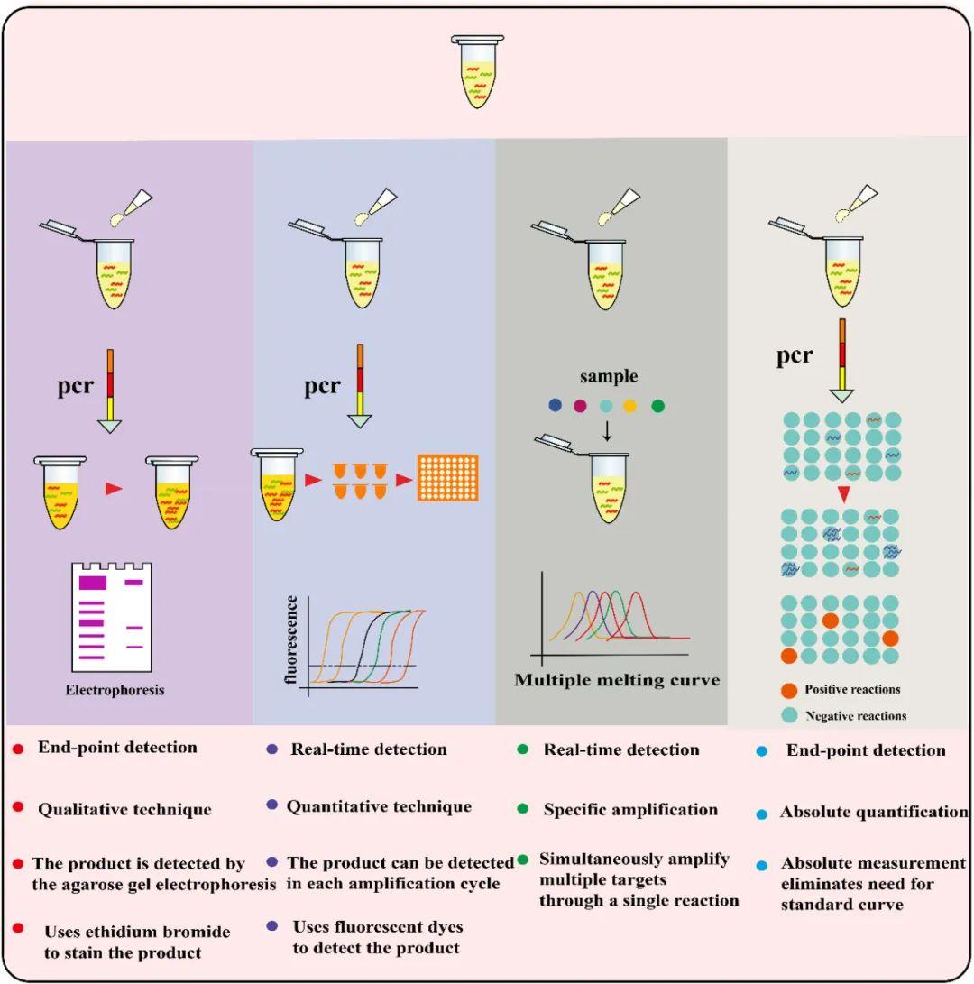 pcr test royal jordanian