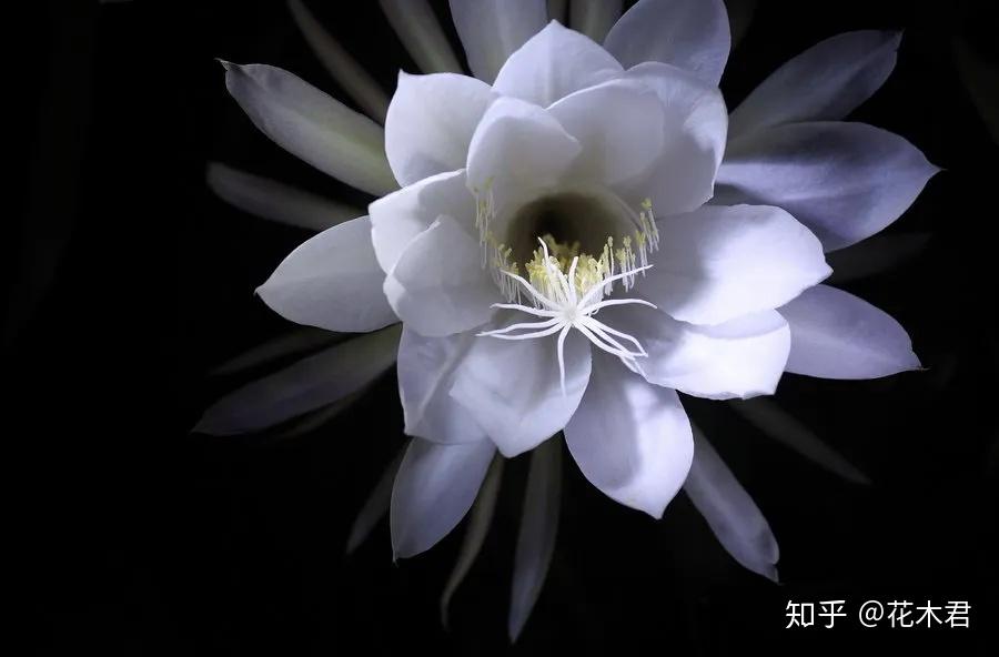 植物科普|有的花卉为何晚上开花？常见的有哪些花？ - 知乎