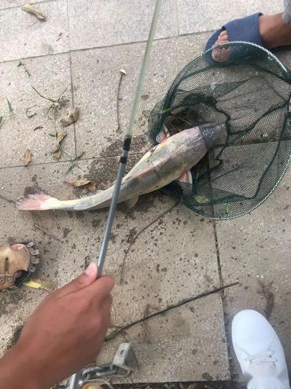 但凡是吃过江团鱼的,就很难忘却它的美味,它就是淡水鱼中的顶级珍品