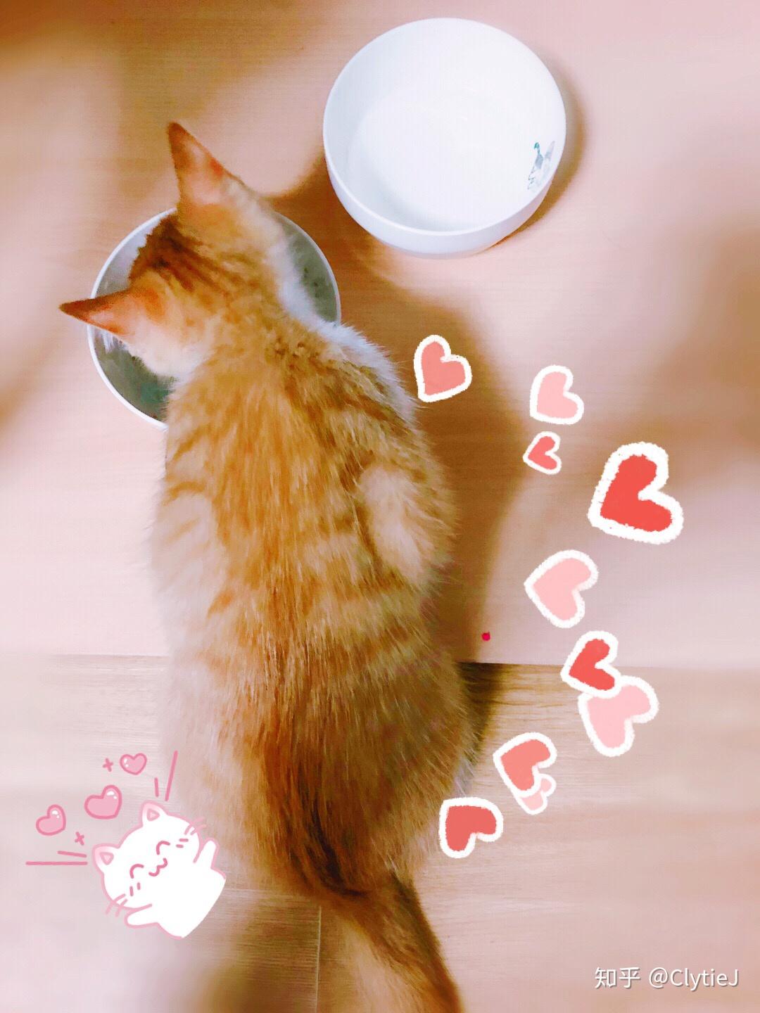 为什么橘猫那么容易胖?