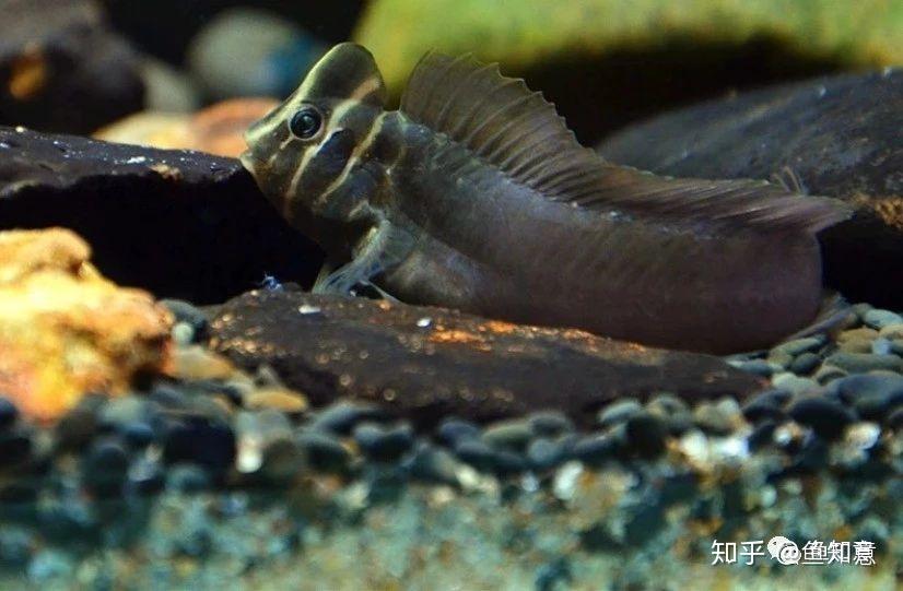 小型观赏鱼奥特曼青蛙鱼